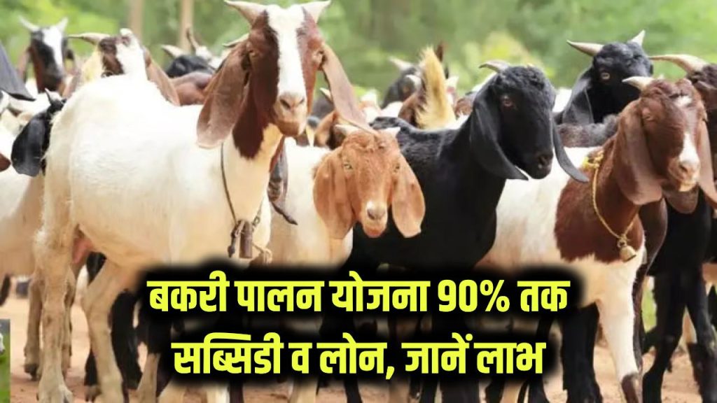 Bakri Palan Yojana: बकरी पालन पर 90% तक सब्सिडी! लोन कैसे मिलेगा? तुरंत जानें लाभ 1 bakari palan subsidy yojana