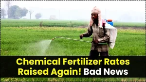 Bad News for Farmers: Chemical Fertilizer Rates Raised Again – Full New Price List Inside 3 Chemical Fertilizer Rates Raised