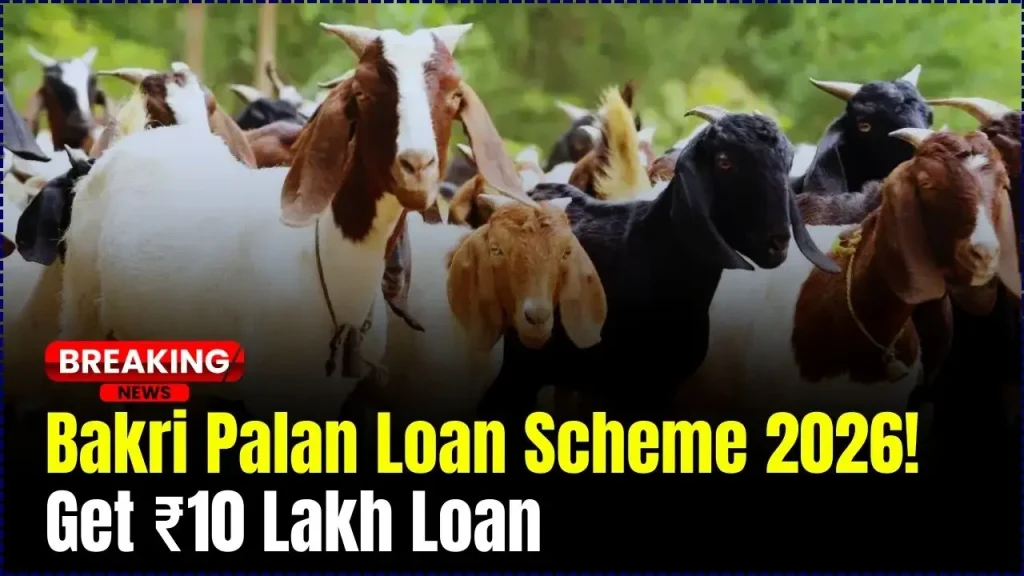 Bakri Palan Yojana 2026 – Farmers Can Get ₹50,000 to ₹10 Lakh Goat Farming Loan, Apply Fast 1 Bakri Palan Yojana 2026