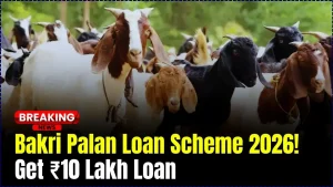 Bakri Palan Yojana 2026 – Farmers Can Get ₹50,000 to ₹10 Lakh Goat Farming Loan, Apply Fast 9 Bakri Palan Yojana 2026